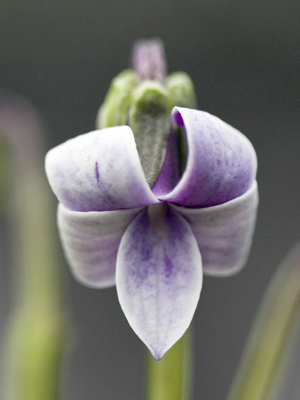 Hawai'I Bog Violet