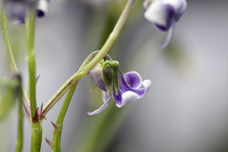 Hawai'I Bog Violet photo 2
