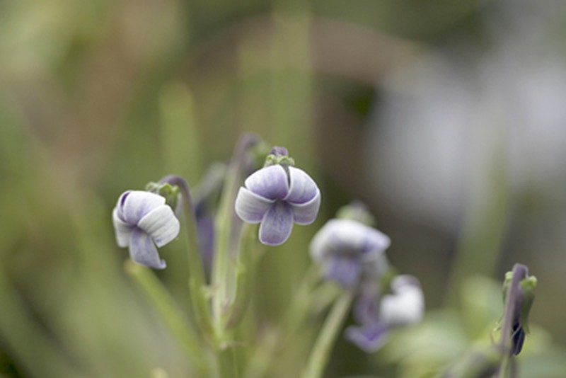 Hawai'I Bog Violet photo 3