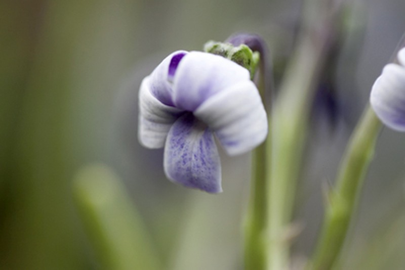 Hawai'I Bog Violet photo 4