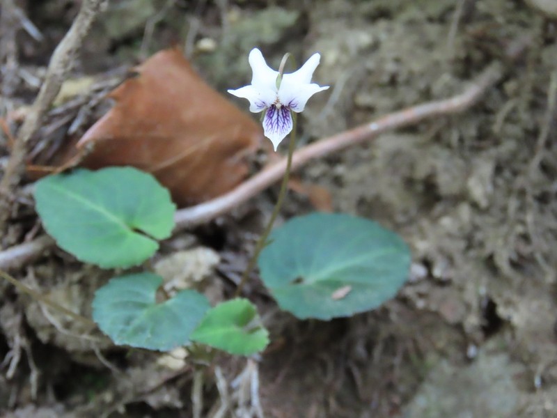 Viola maximowicziana