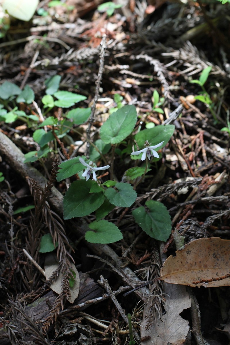 Viola maximowicziana photo 2