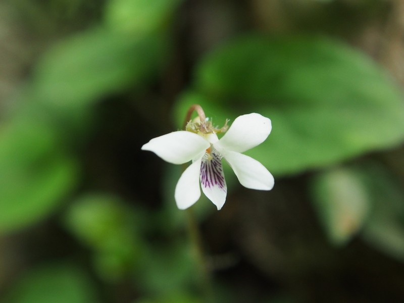 Viola maximowicziana photo 3