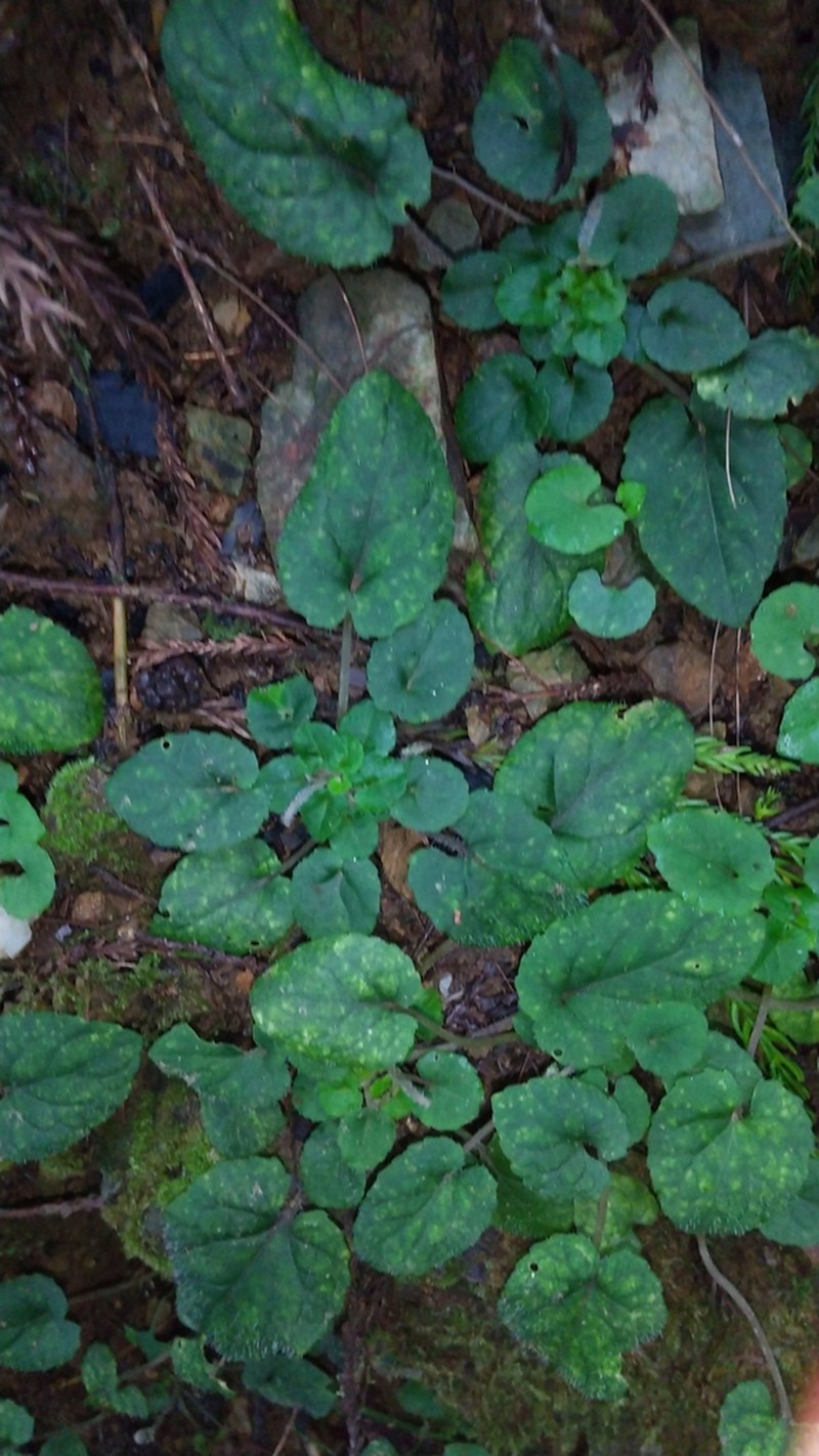 Viola maximowicziana photo 6