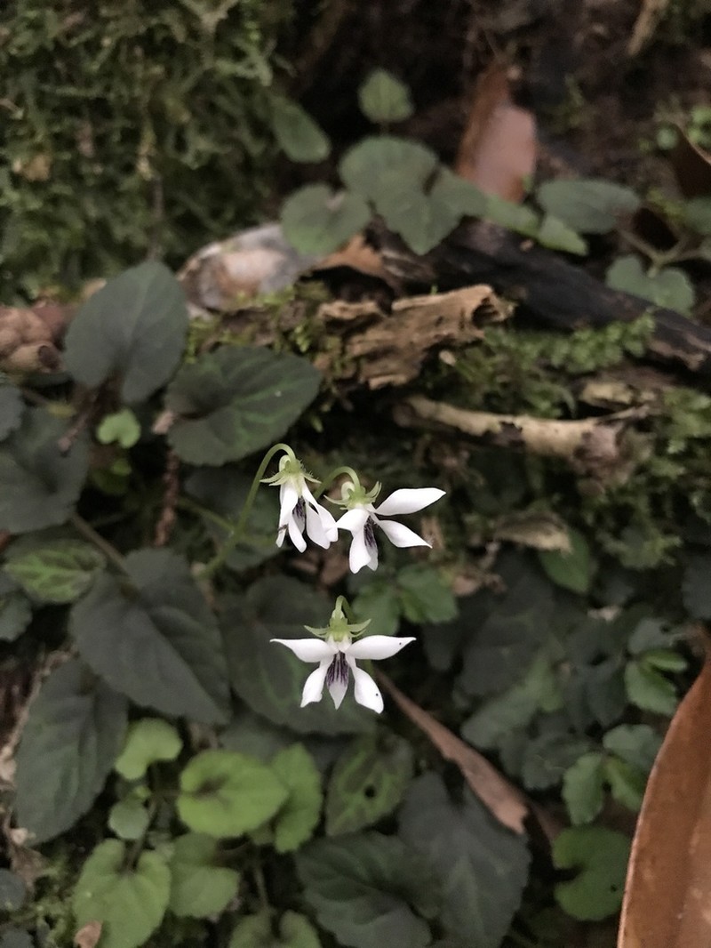 Viola maximowicziana photo 7