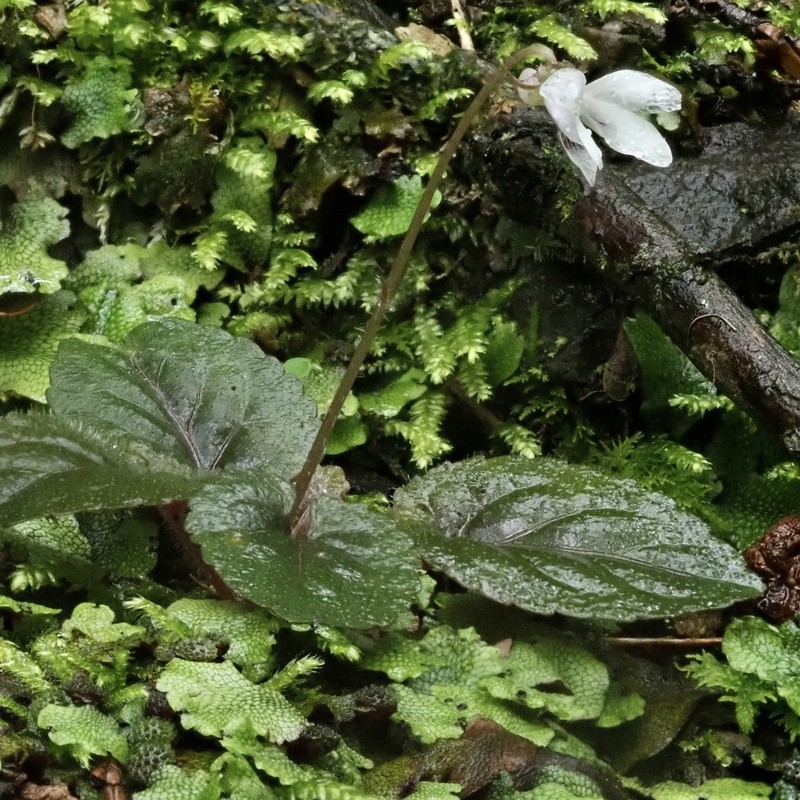 Viola maximowicziana photo 8