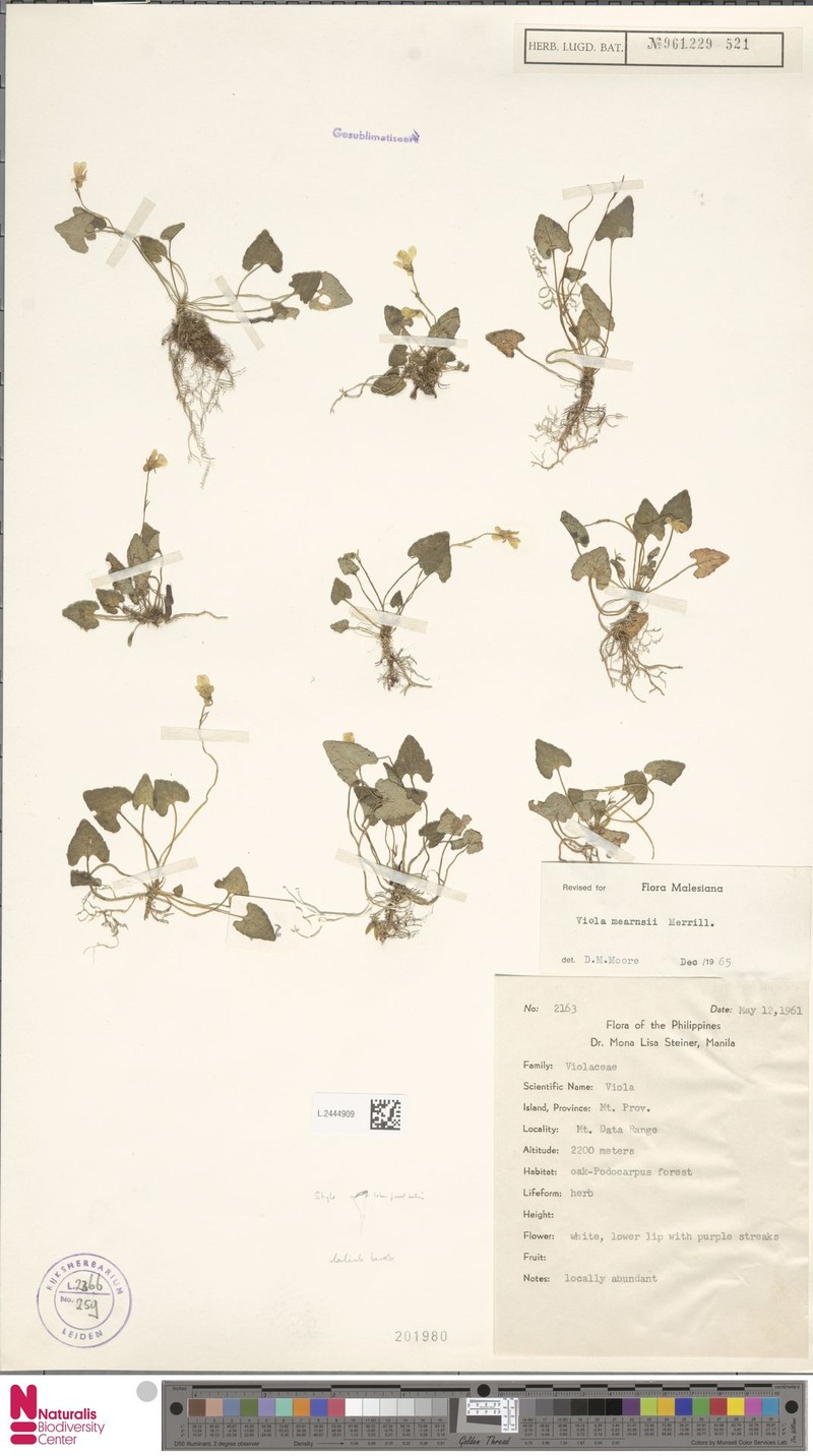 Viola mearnsii