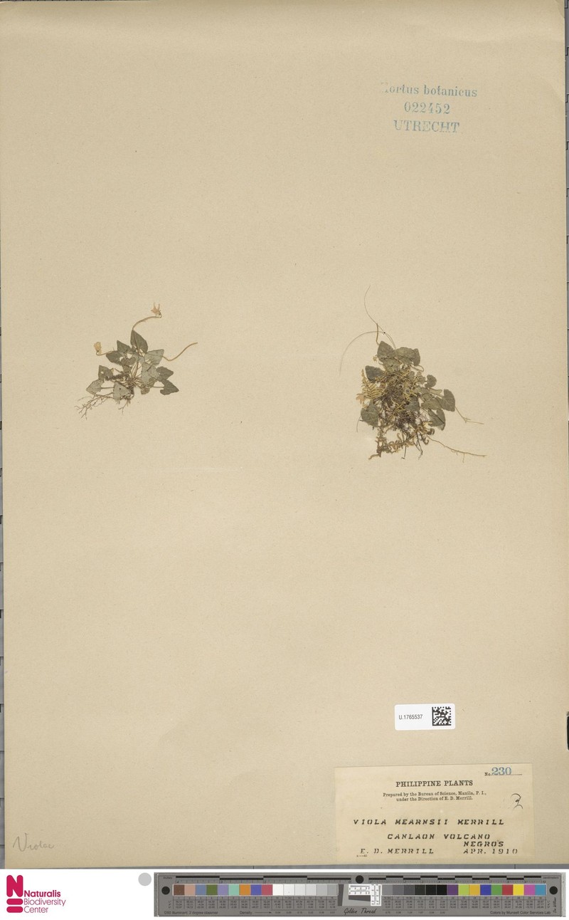 Viola mearnsii photo 2