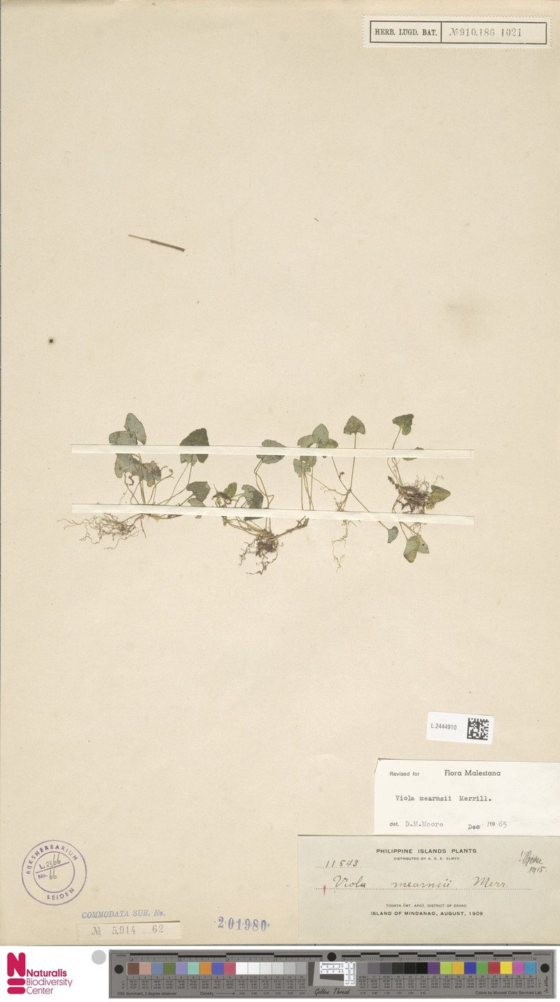 Viola mearnsii photo 3