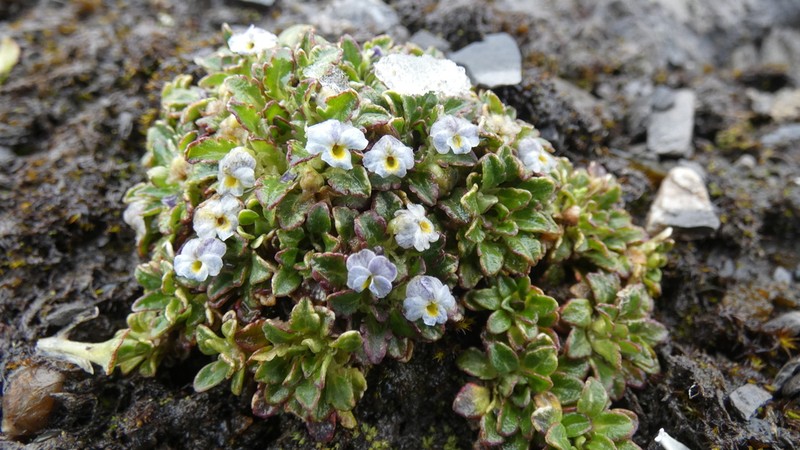 Viola membranacea
