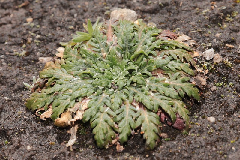 Viola membranacea photo 2