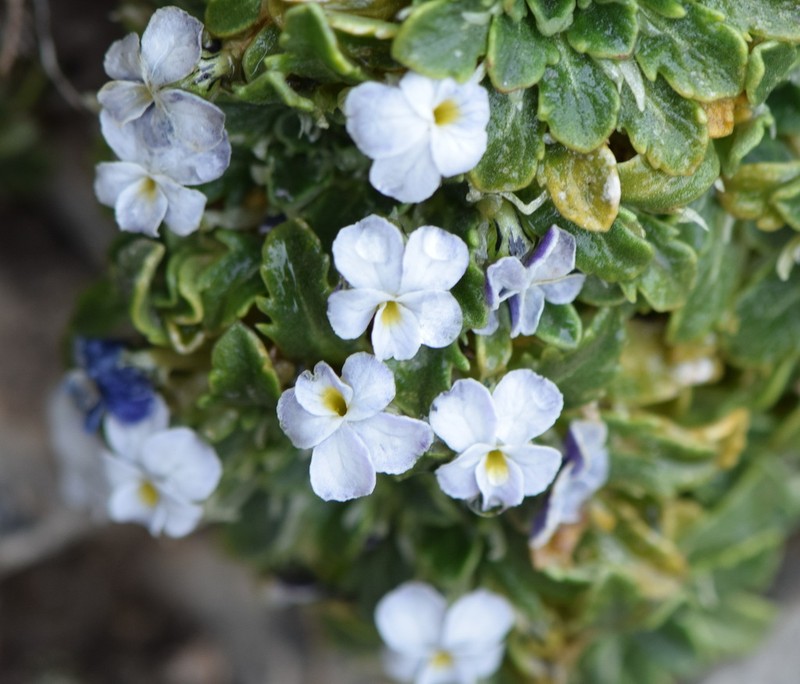 Viola membranacea photo 3