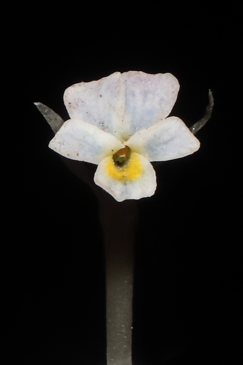 Viola membranacea photo 4