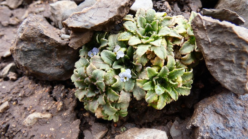Viola membranacea photo 5