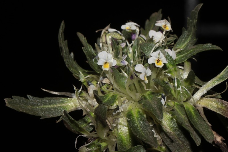 Viola membranacea photo 6