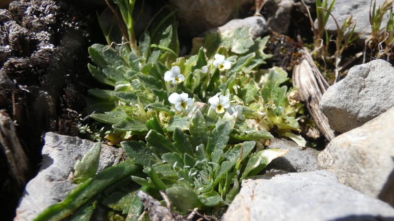 Viola membranacea photo 7