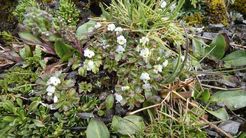 Viola membranacea photo 8