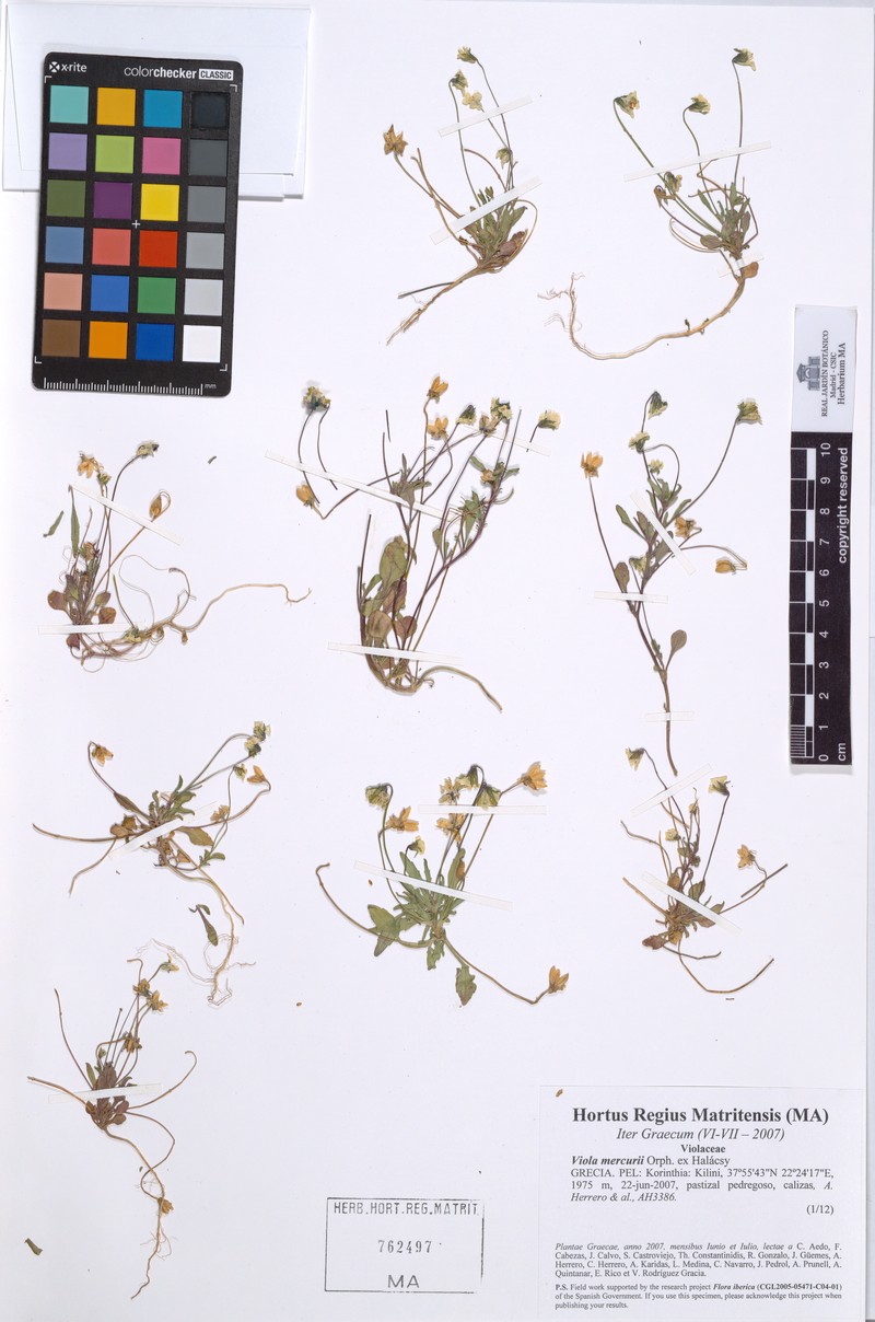 Viola mercurii photo 2