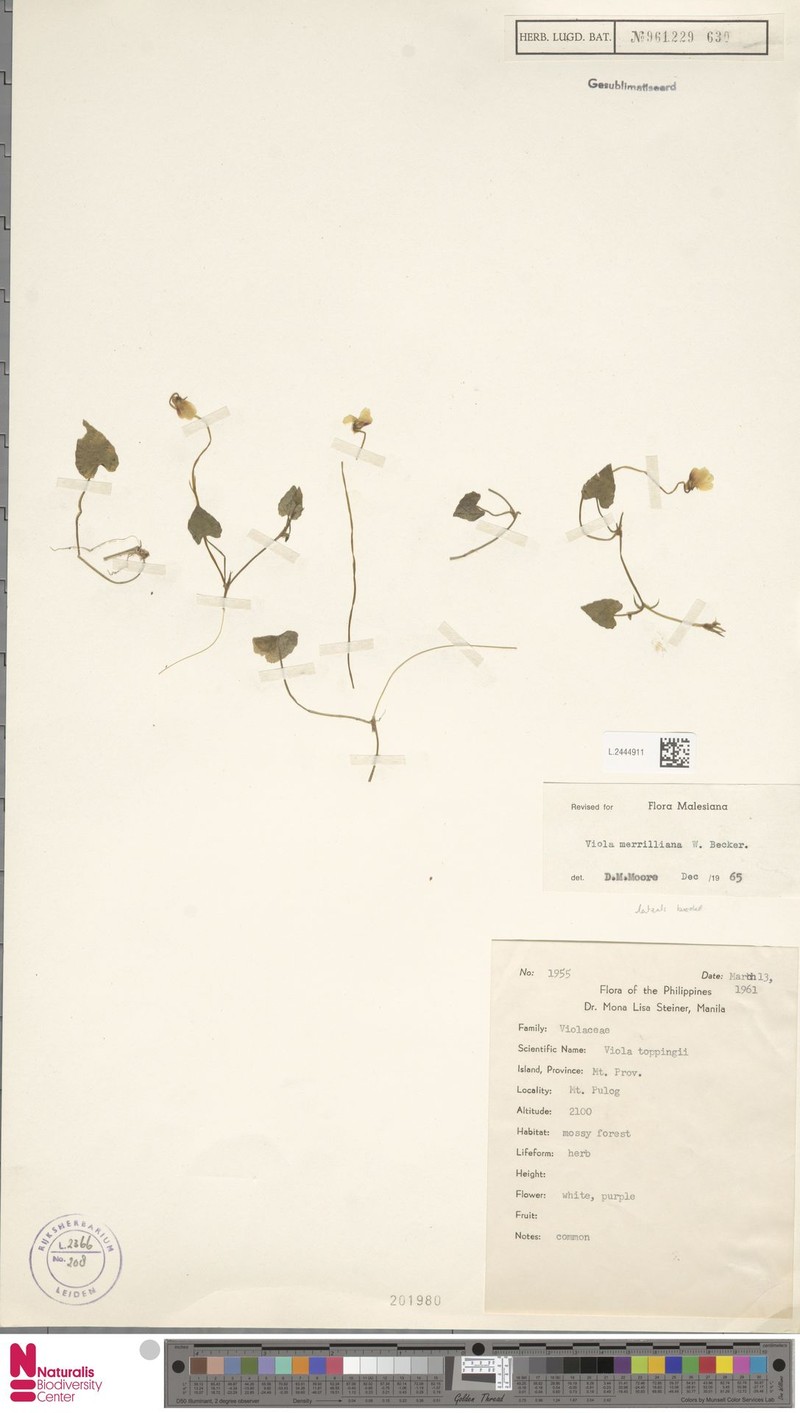 Viola merrilliana