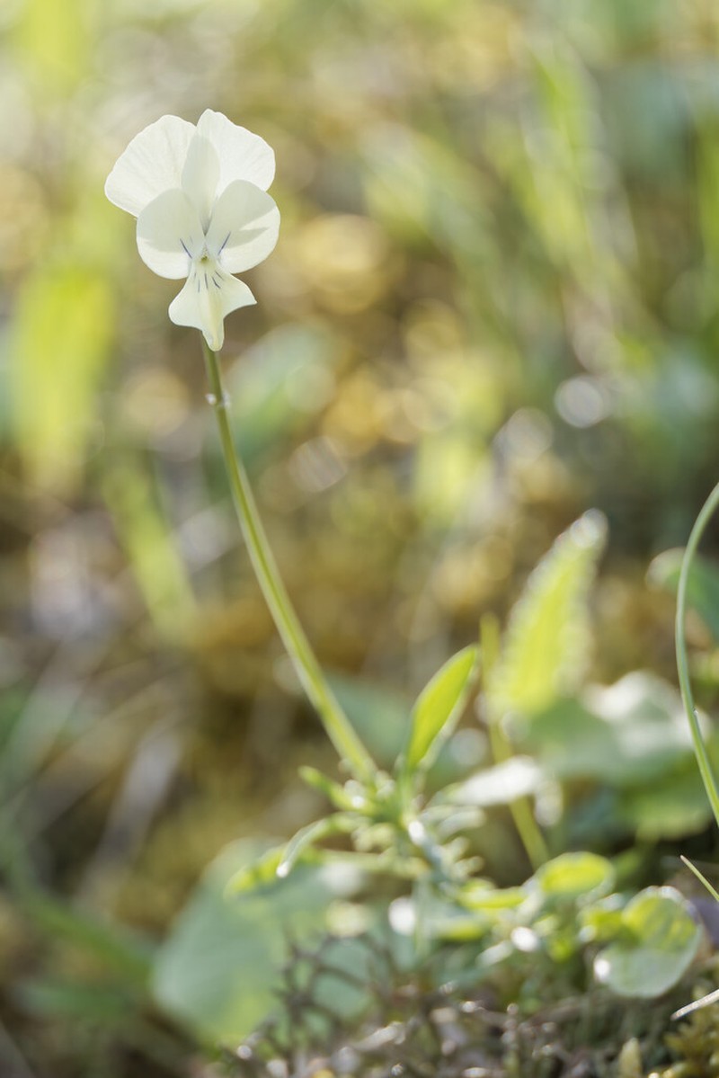 Viola merxmuelleri