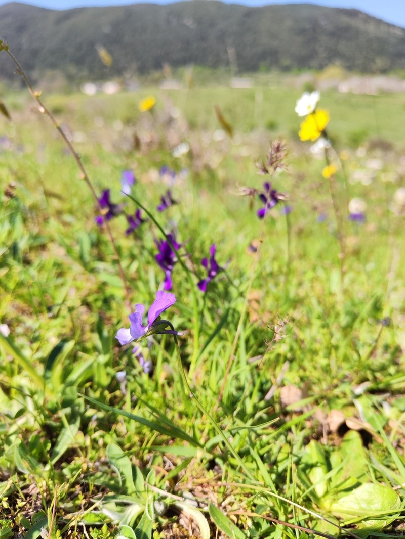 Viola merxmuelleri photo 2