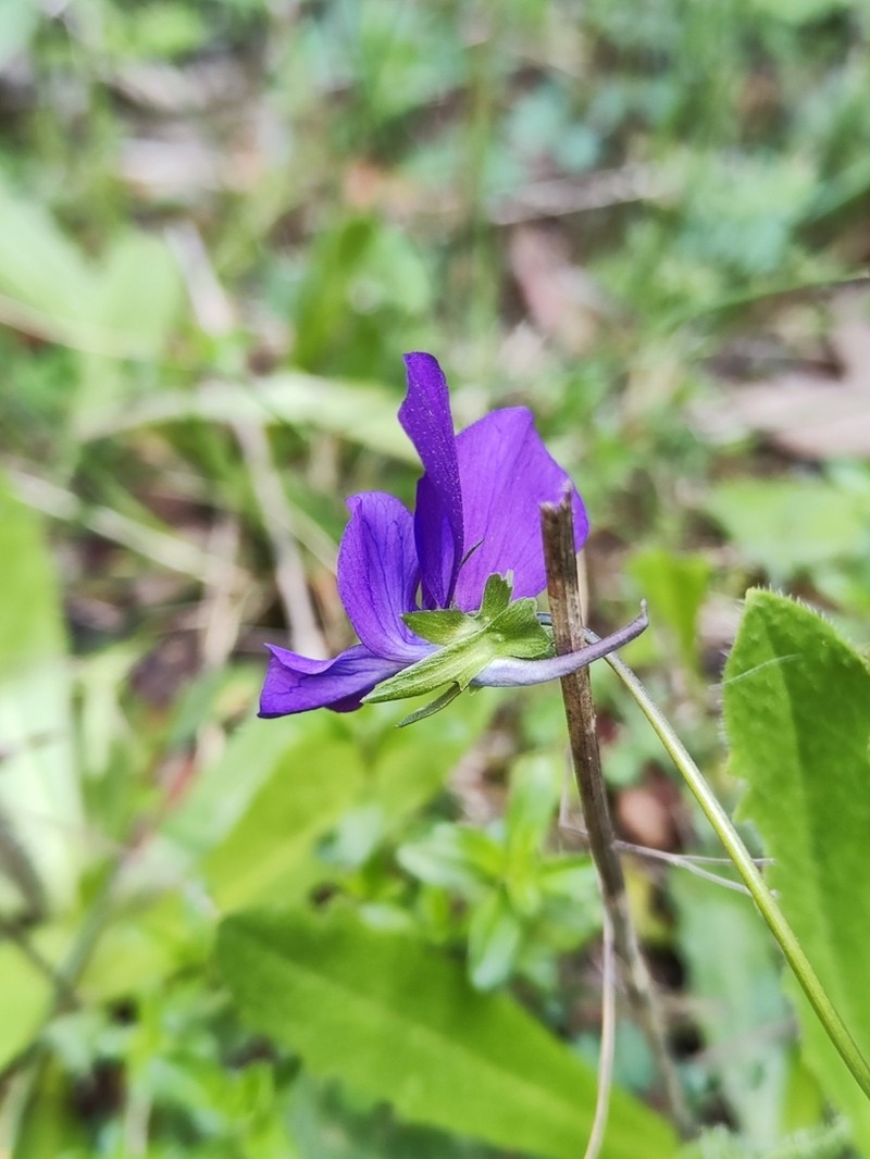 Viola merxmuelleri photo 3