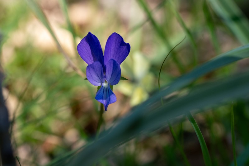 Viola merxmuelleri photo 4