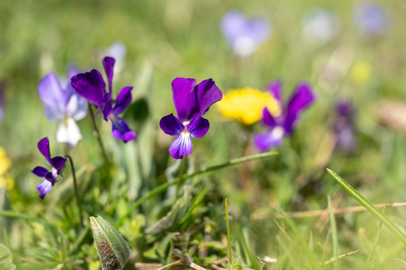 Viola merxmuelleri photo 5