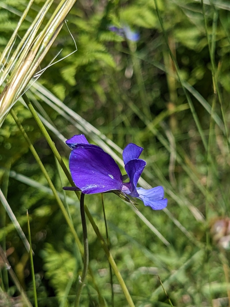 Viola merxmuelleri photo 6