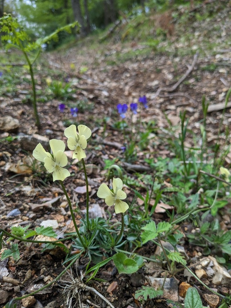 Viola merxmuelleri photo 7