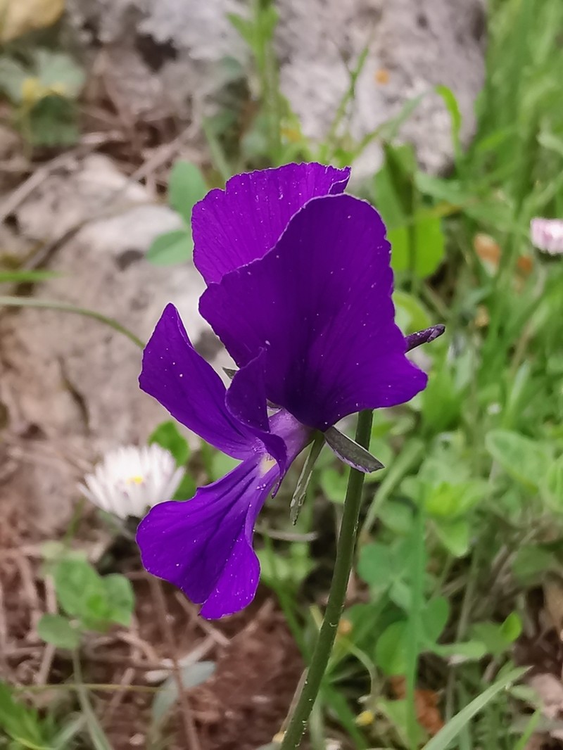 Viola merxmuelleri photo 8