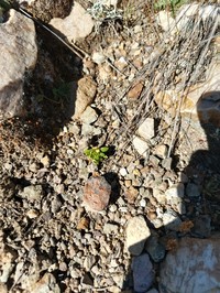 Viola micranthella