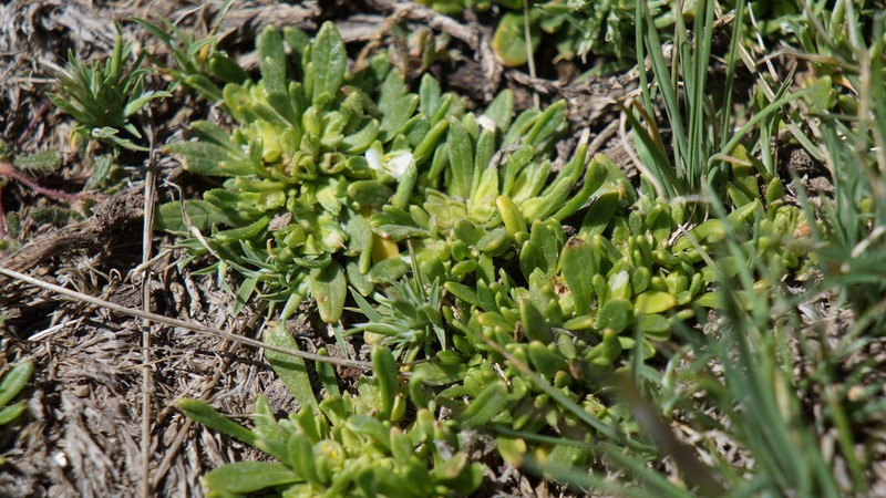 Viola micranthella photo 2