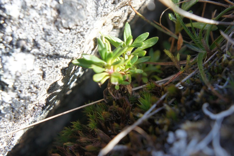 Viola micranthella photo 3