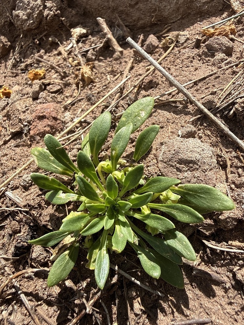 Viola micranthella photo 4