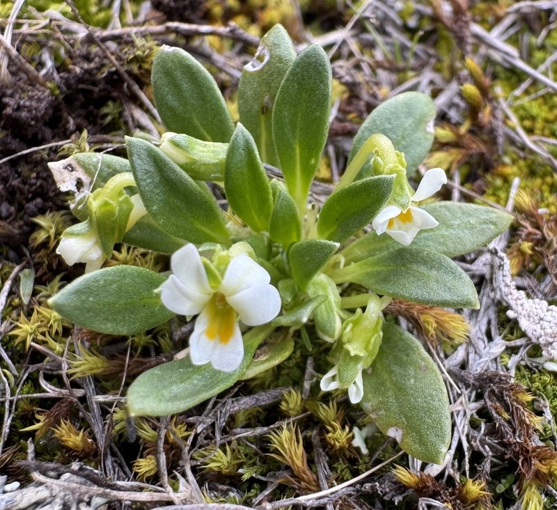 Viola micranthella photo 5