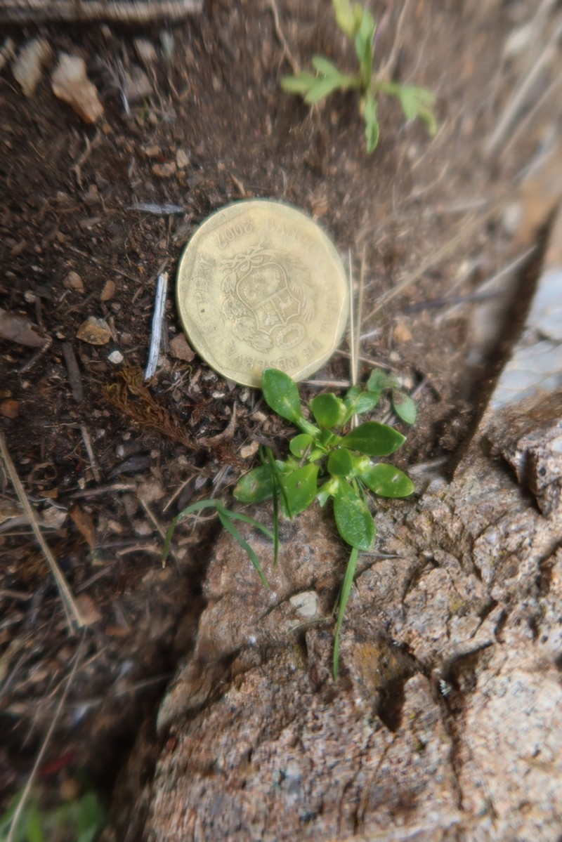 Viola micranthella photo 6