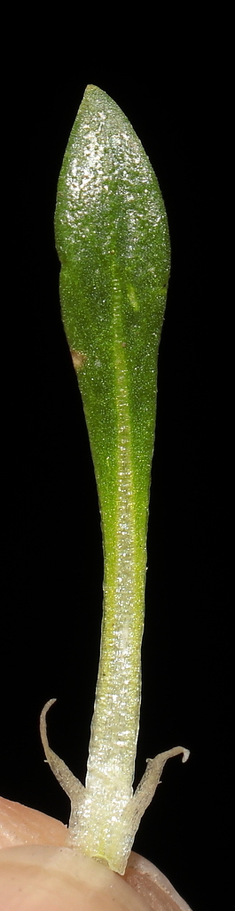 Viola micranthella photo 7