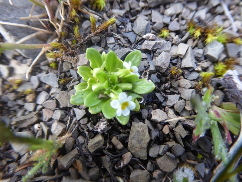 Viola micranthella photo 8