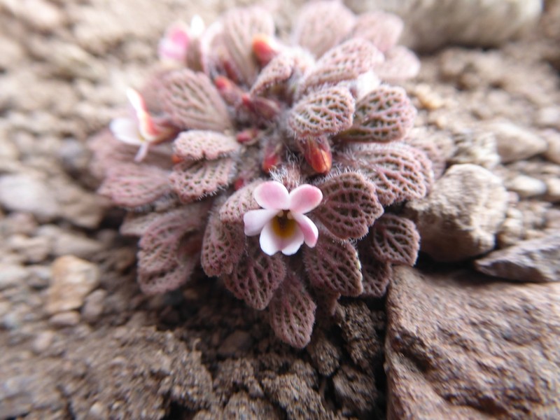 Viola microphylla