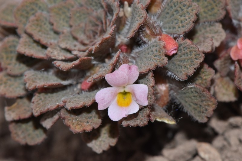 Viola microphylla photo 2