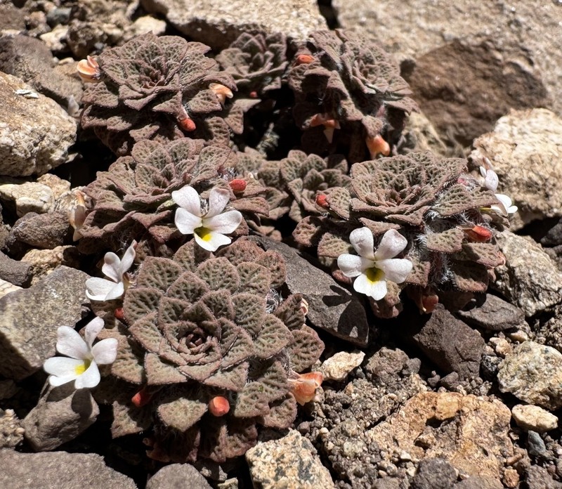 Viola microphylla photo 3