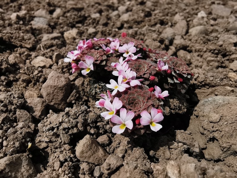 Viola microphylla photo 4