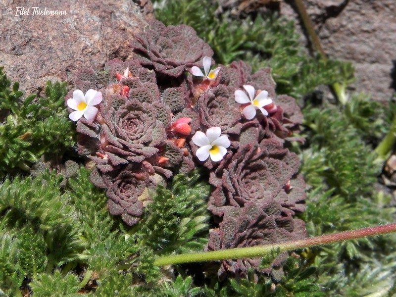 Viola microphylla photo 6