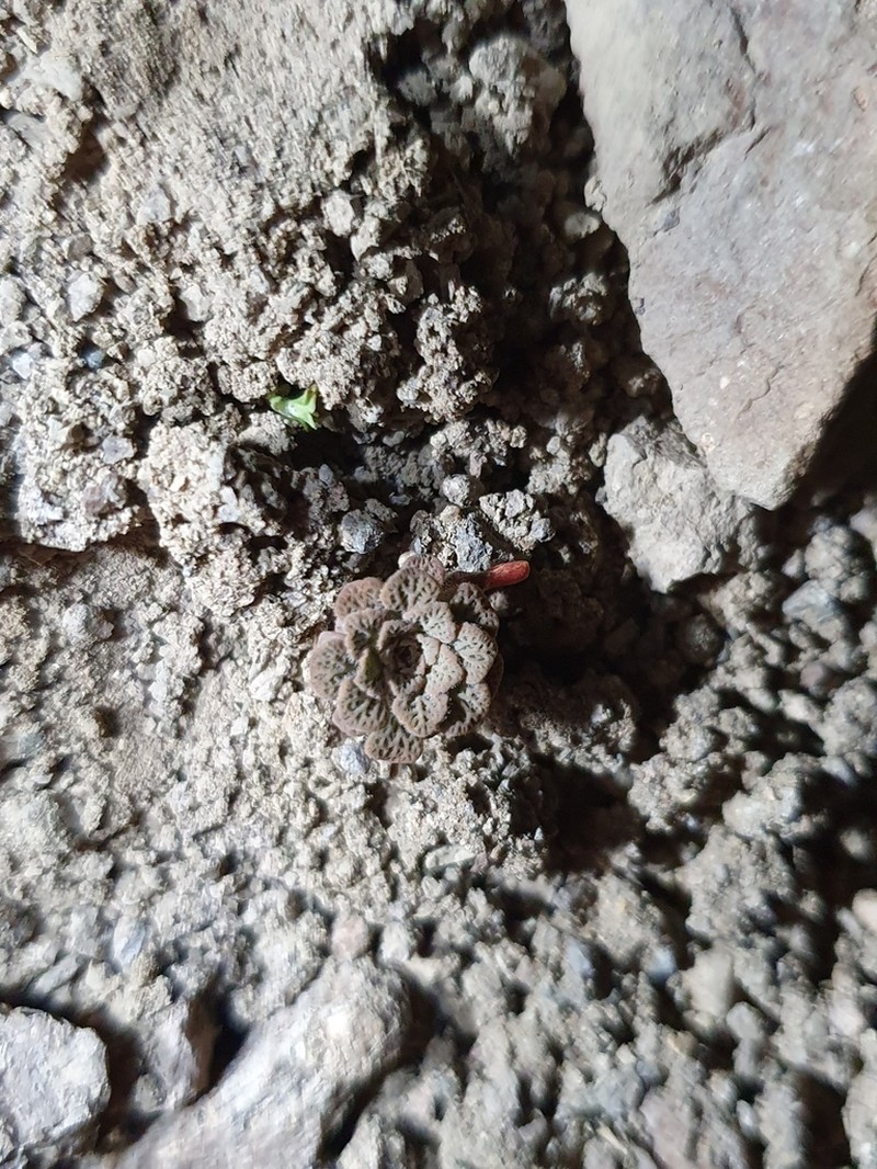 Viola microphylla photo 8