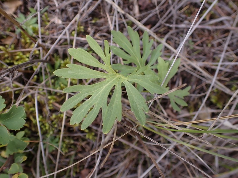 Viola milanae