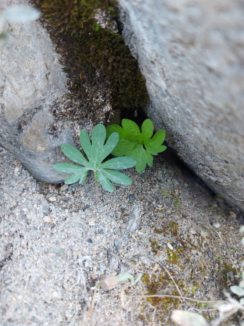 Viola milanae photo 3