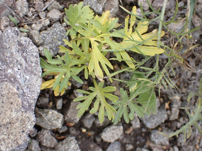 Viola milanae photo 4