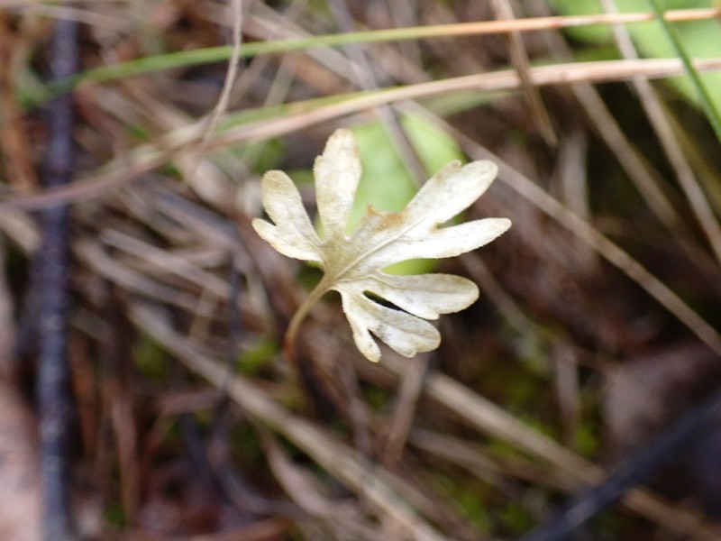 Viola milanae photo 6