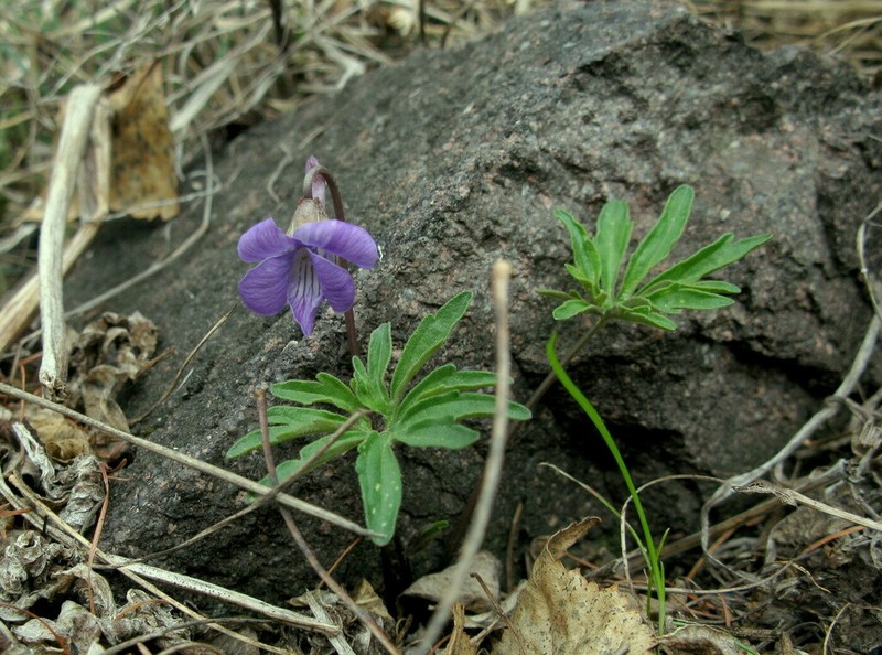 Viola milanae photo 8